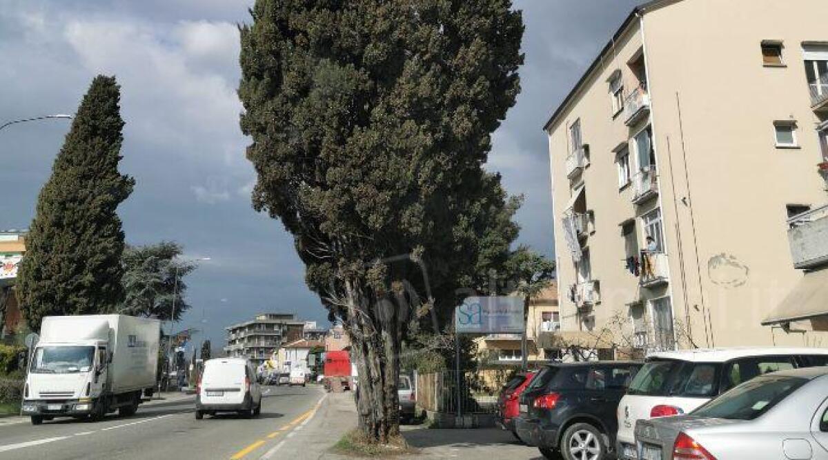 Santarcangelo, 'Non abbattete il cipresso secolare': accorato appello del Wwf Rimini - Il cipresso sulla via Emilia