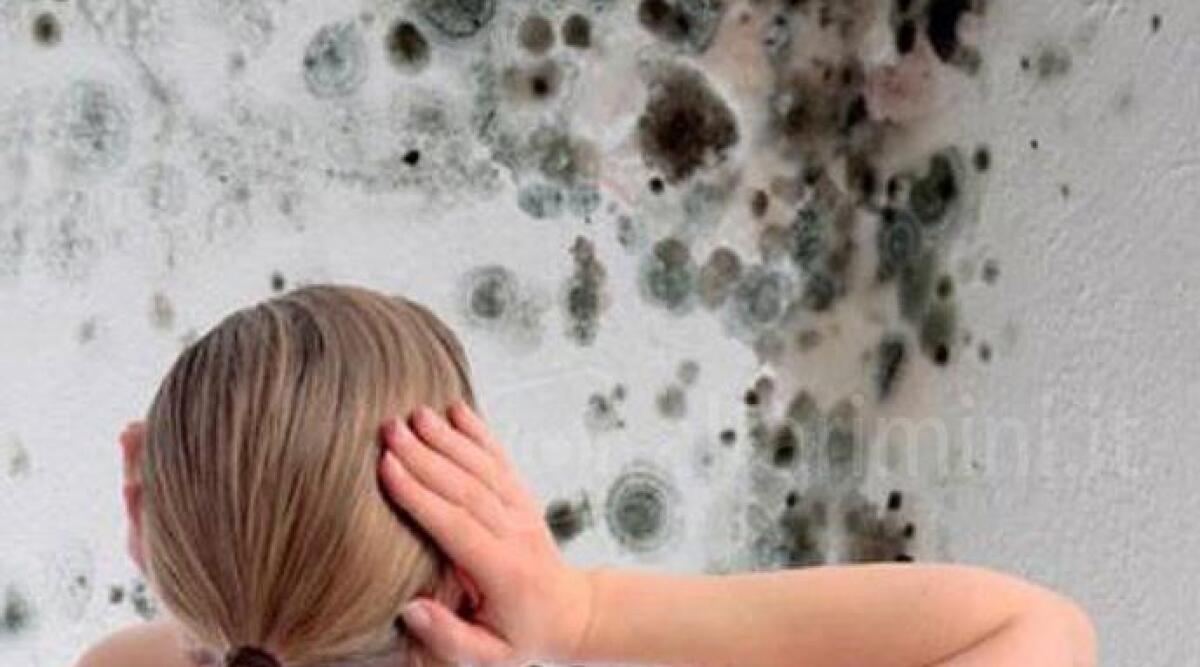 Muffa in casa: quale aiuto può arrivare dagli scambiatori d'aria? - Immagine di repertorio
