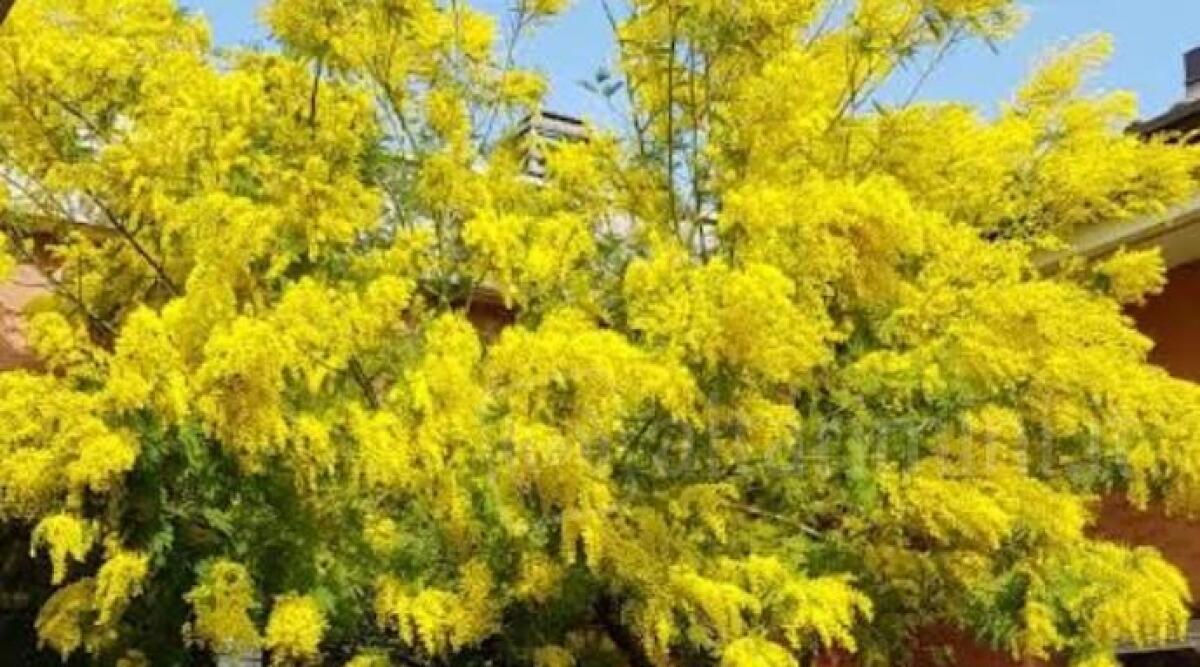 A Riccione iniziano gli appuntamenti per l'otto marzo: spettacoli, incontri, letture - Immagine di repertorio