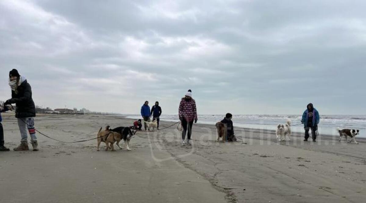 I cani ospiti del canile di Riccione sabato tornano in spiaggia alla foce del Marano - I cani del canile di riccione in spiaggia