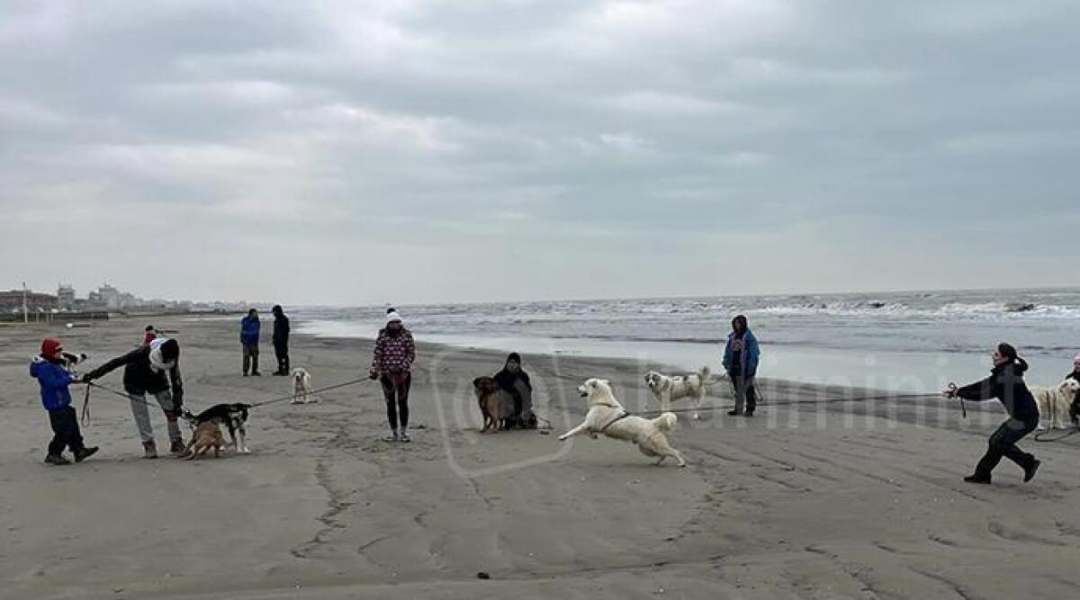 Adotta un cane anziano e ottieni assistenza sanitaria gratuita a vita: la campagna del canile di Riccione - Canile Riccione