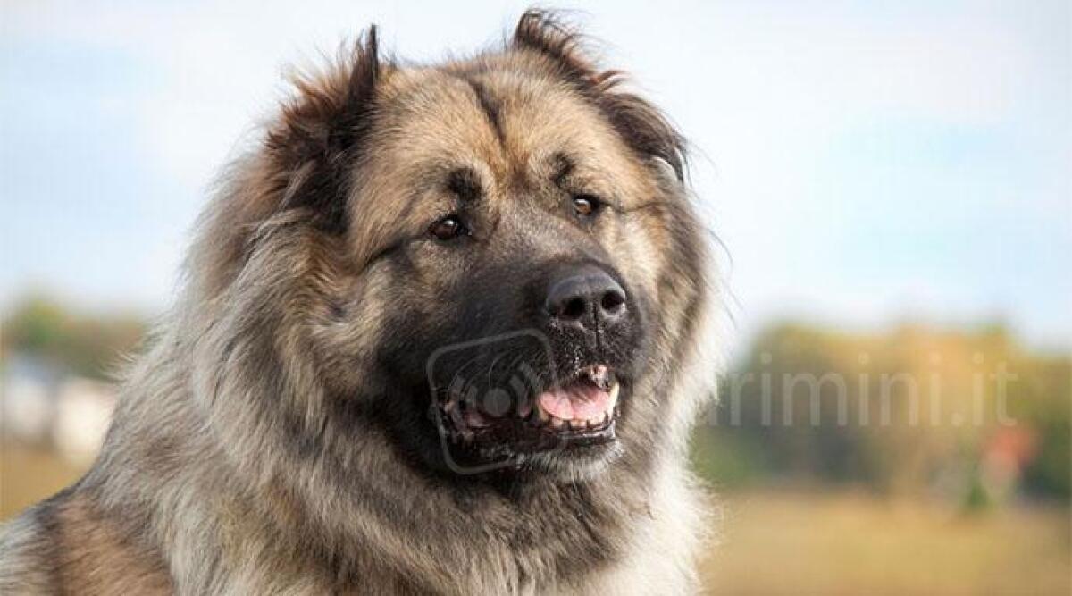 Aggredito da un cane durante la passeggiata, 27enne finisce in ospedale con 40 punti di sutura - Esemplare di cane Pastore del Caucaso