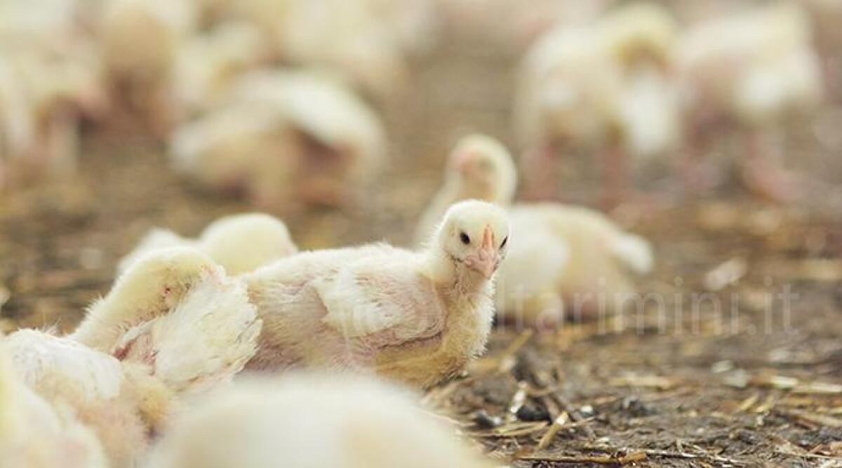 Allevamento Fileni, anche Futuro Verde dice no. E rilancia: 'Tagliamo il consumo di carne' - Foto di repertorio