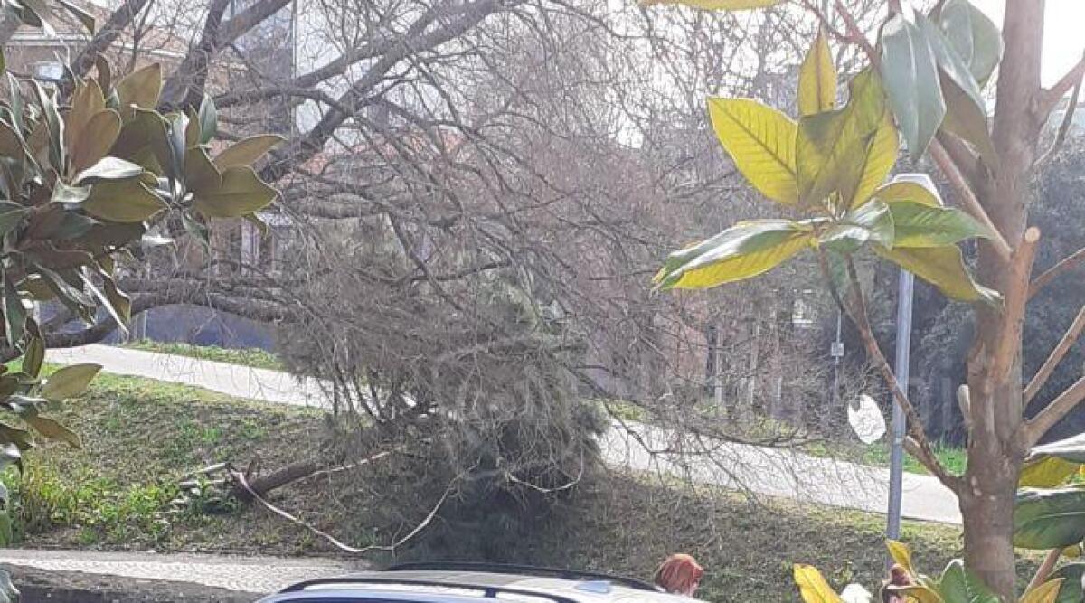 Pianta inclinata sul ciglio della strada a Rimini. La segnalazione - La pianta inclinata