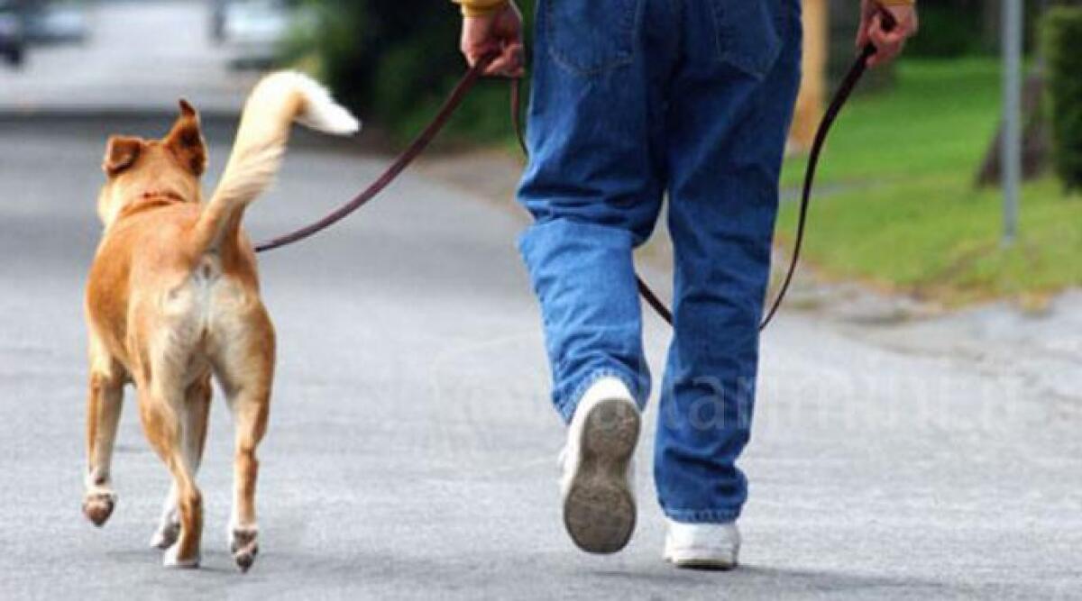 Il Comune di Rimini incontra la cittadinanza per confrontarsi sulle esigenze di cani e padroni - Foto di repertorio