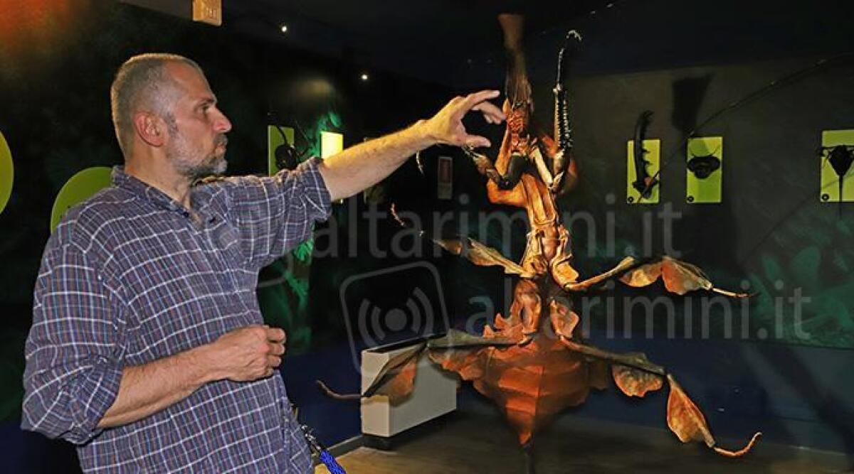 Un'invasione di Insetti Giganti: all'Acquario di Cattolica c'è anche una mantide di due metri - Insetti Giganti XXL all'Acquario di Cattolica