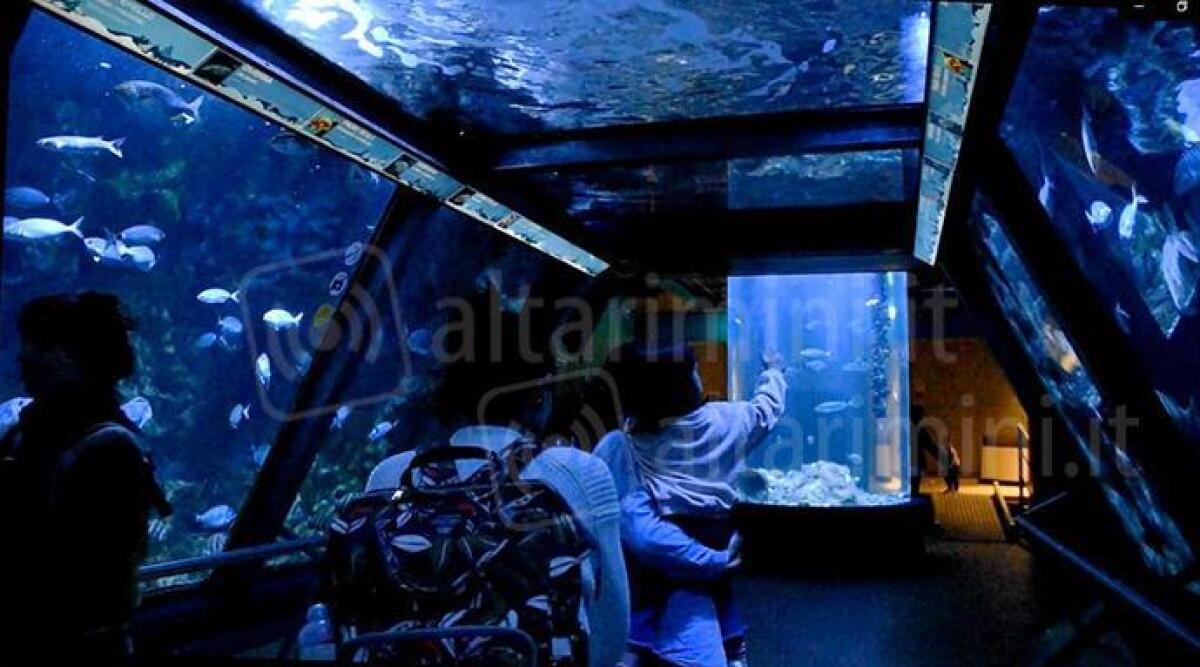 Cattolica Day: ingresso all'Acquario a 7 euro riservato a tutti i residenti - Acquario di Cattolica