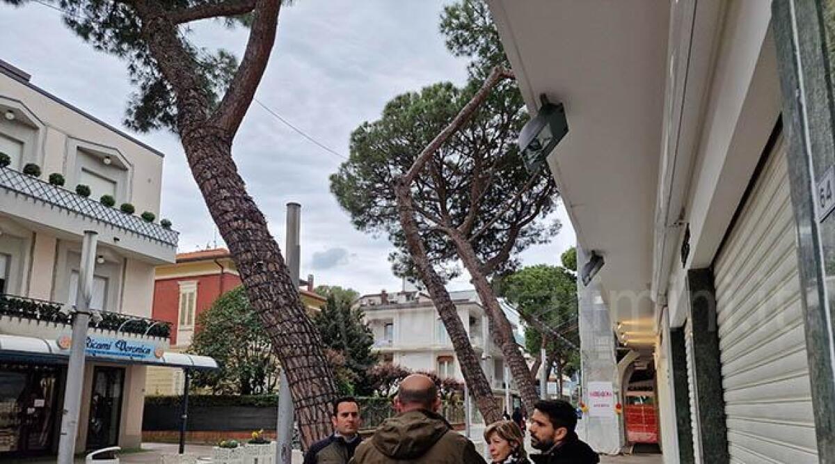 Riccione: elevata instabilit&agrave;, quattro alberi saranno rimossi per motivi di sicurezza - I pini in viale dante a Riccione