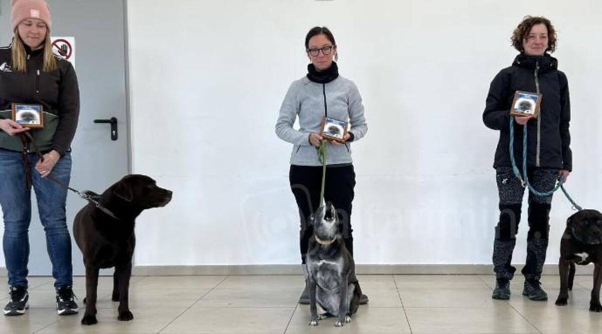 Il fiuto dei cani protagonista a Misano con le competizioni di Nosework Scent Detection - Il podio