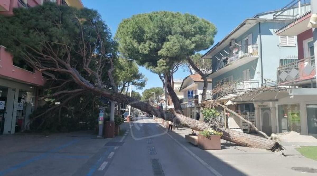 Paura in viale Dante a Riccione: grosso pino di propriet&agrave; di un privato crolla per il vento - Pino caduto in viale Dante