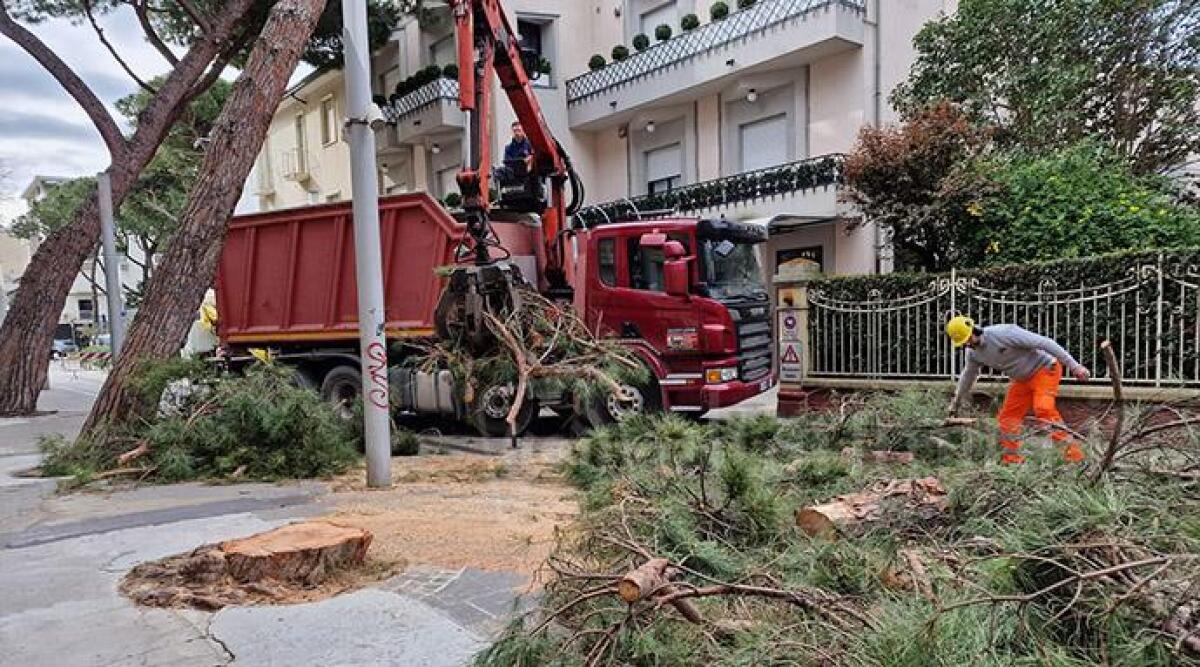 Riccione, abbattuti i pini di viale Dante. Il Comune: &quot;Dispiace, ma la sicurezza &egrave; la priorit&agrave;&quot; - Abbattimento pini in viale Dante