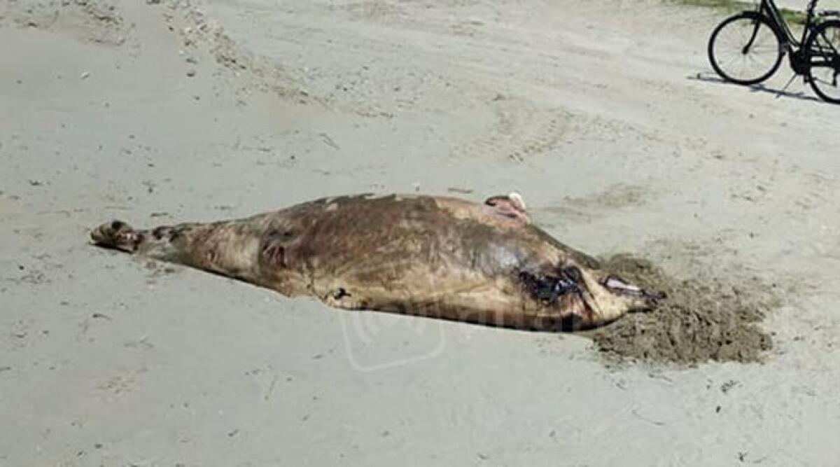 Carcassa di delfino trascinata in mezzo alla spiaggia: il ritrovamento a Rivabella - La carcassa del piccolo delfino rinvenuta in spiaggia a Rivabella