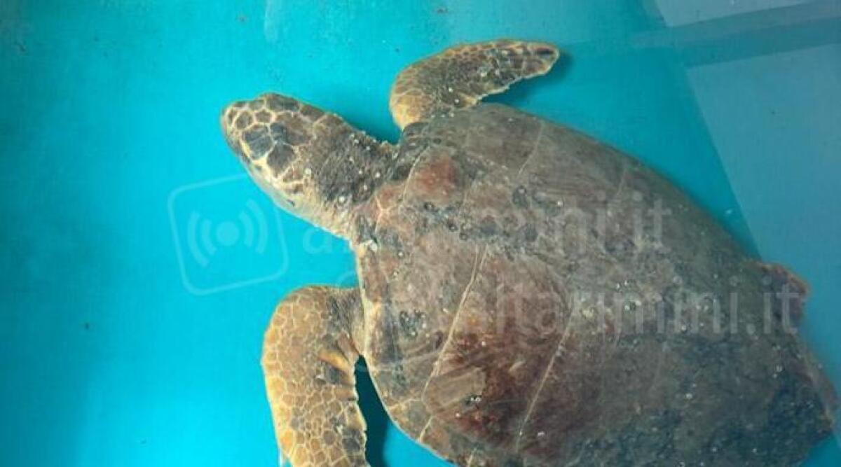 La pesca per sbaglio, ma le salva la vita: ora la tartaruga Fizz ritrover&agrave; il mare - La tartaruga Fizz