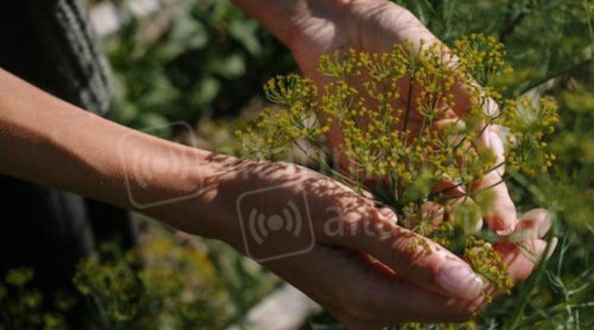 In Valmarecchia si studia per diventare ‘giardinieri d’arte’ - Immagine di repertorio