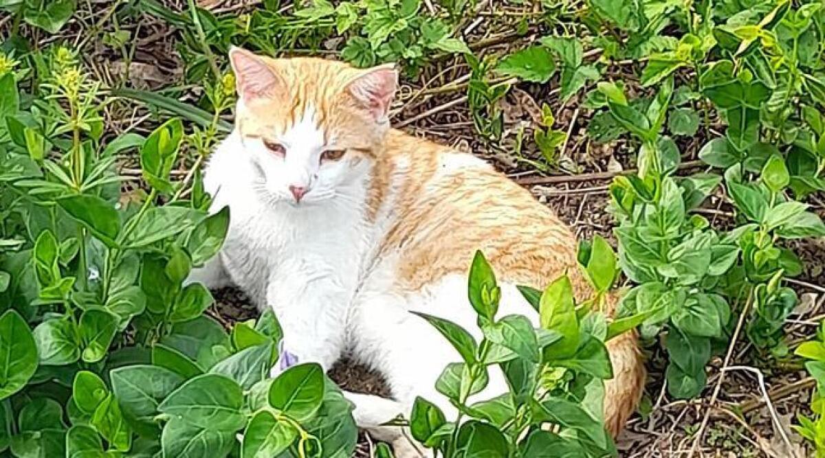 Associazione che aiuta i gatti chiede una mano: 'Aiutateci ad acquistare pappe e crocchette' -