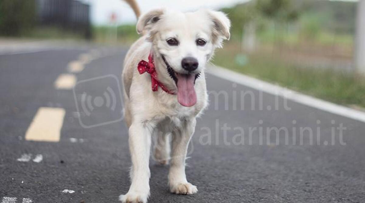 Cani che rischiano di affogare, sui social la fake news sul canile Cerni di Rimini - Immagine di repertorio