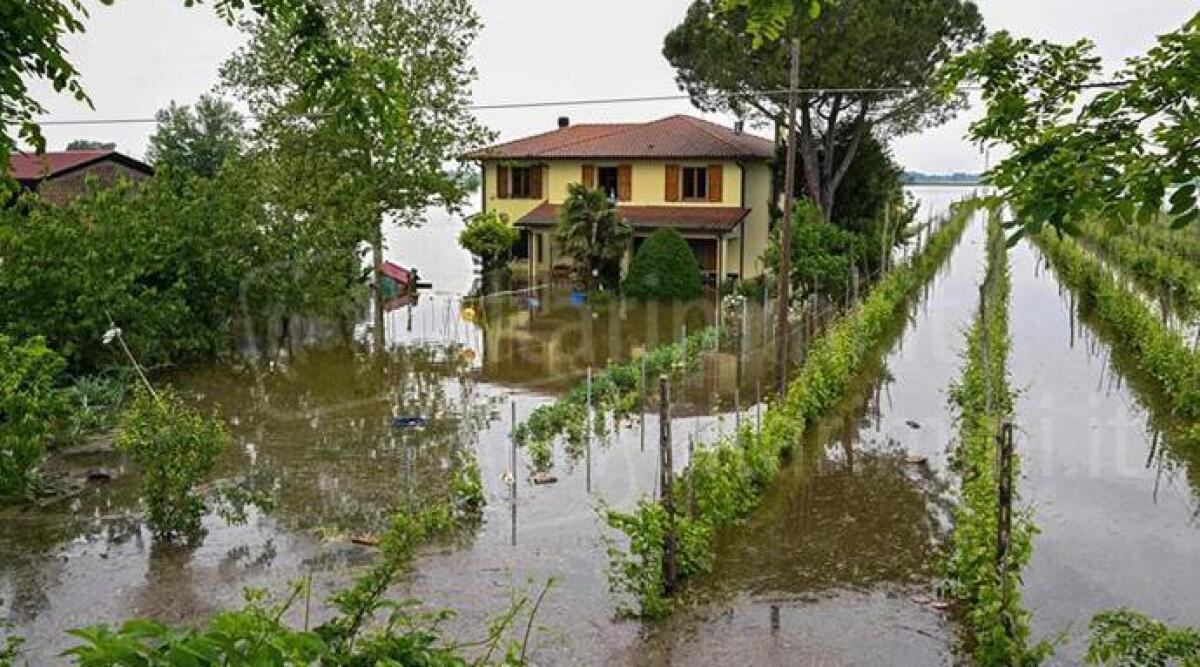 Alluvione in Romagna: a rischio 50.000 posti di lavoro nel settore agricolo - Un frutteto a Ravenna