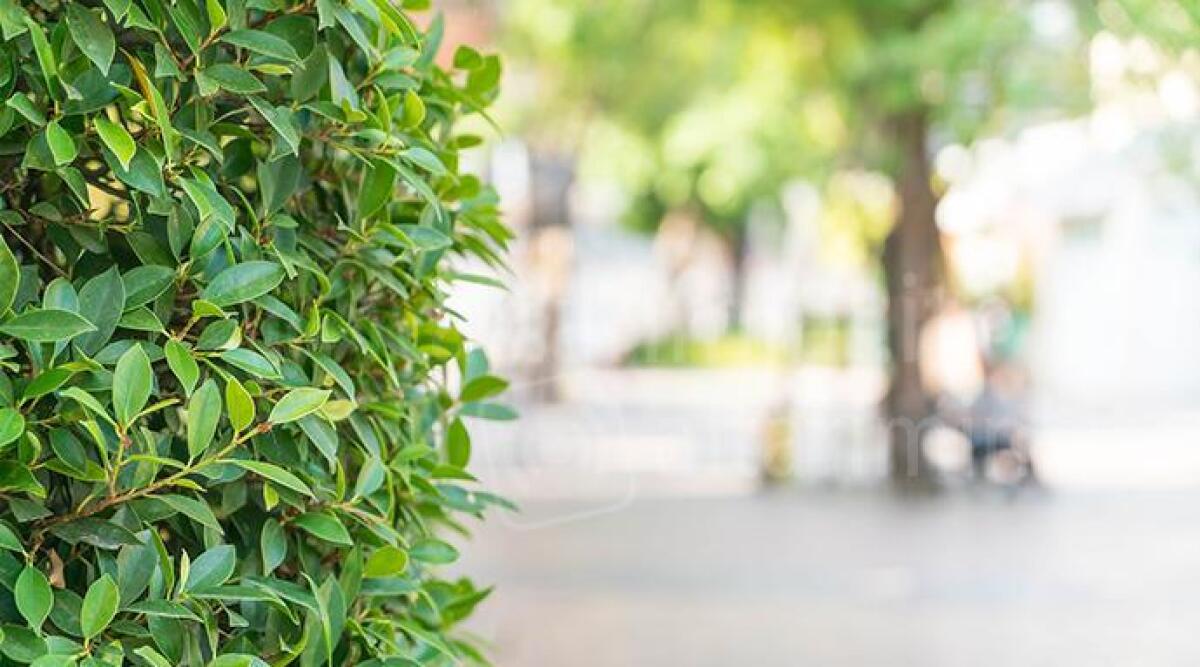 PD Rimini e associazioni ambientaliste chiedono il rispetto del regolamento per la potatura degli alberi privati - Archivio