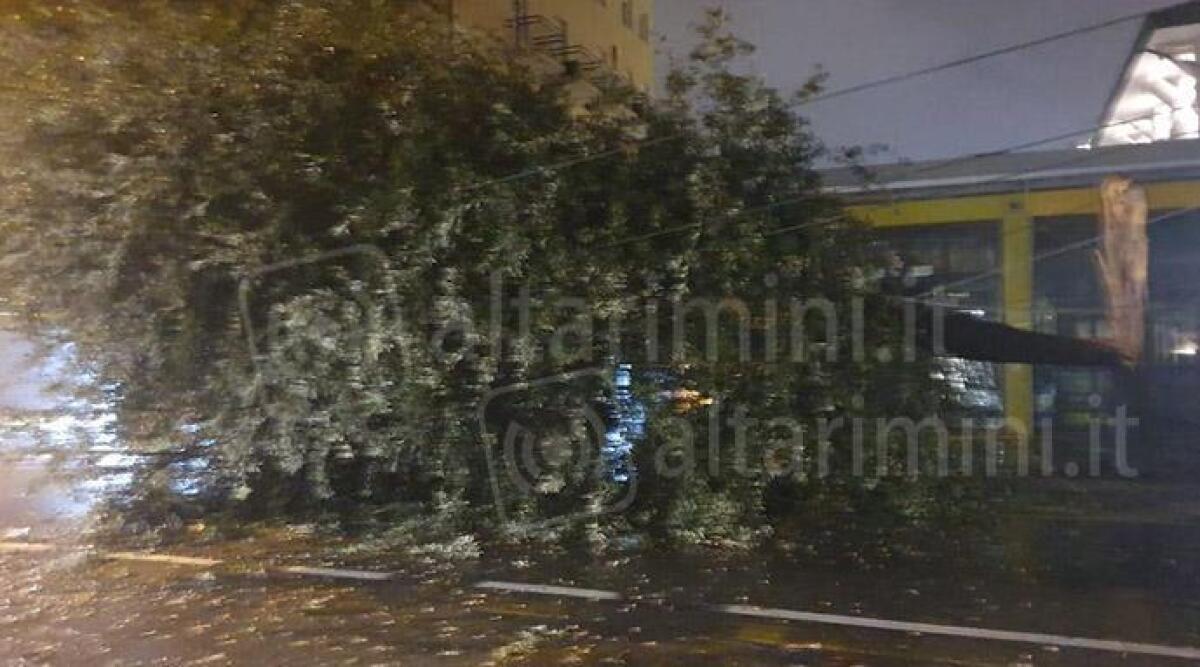 Meteo: confermato il forte maltempo in arrivo. Venti di burrasca e tanta pioggia - Albero caduto sotto la pioggia per il vento ARCHIVIO