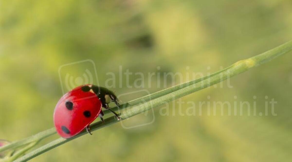 Bellaria 'schiera' 3000 coccinelle a difesa dei lecci -
