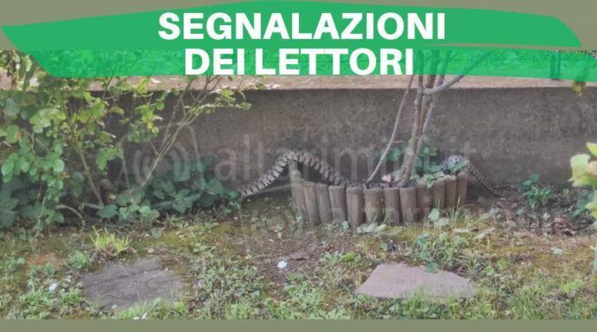 Rimini, grosso serpente a spasso nel cortile condominiale: l'insolito avvistamento - Il grosso rettile avvistato a Rivazzurra di Rimini