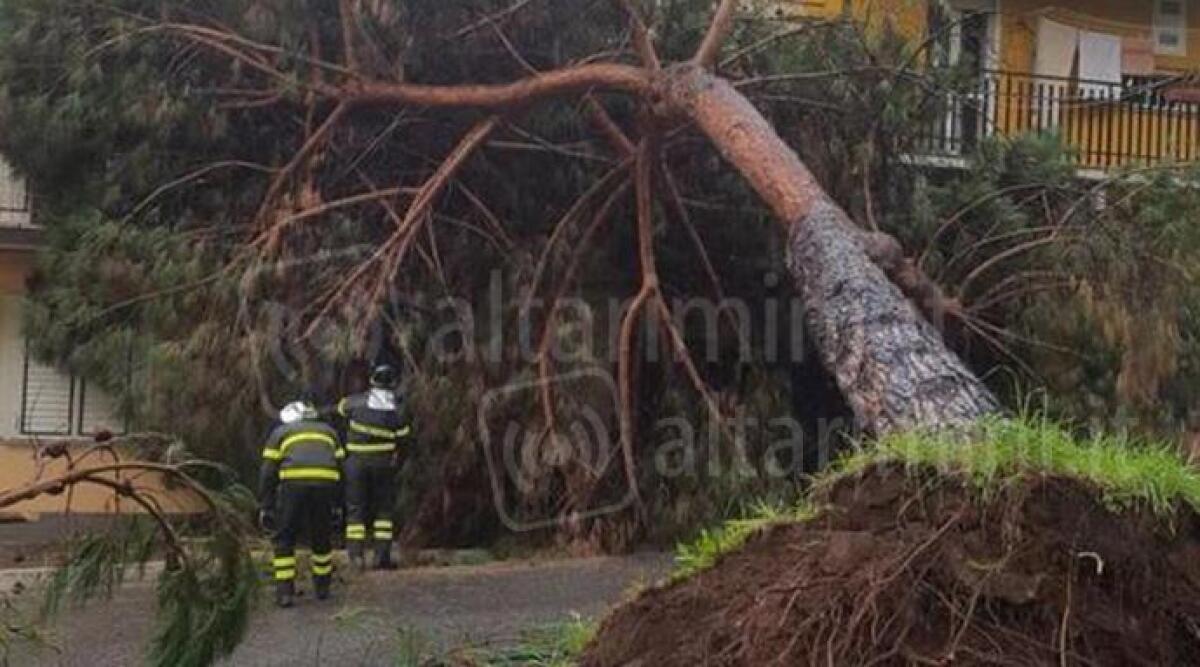 Crollo di un grosso albero blocca la via Covignano a Rimini - Archivio