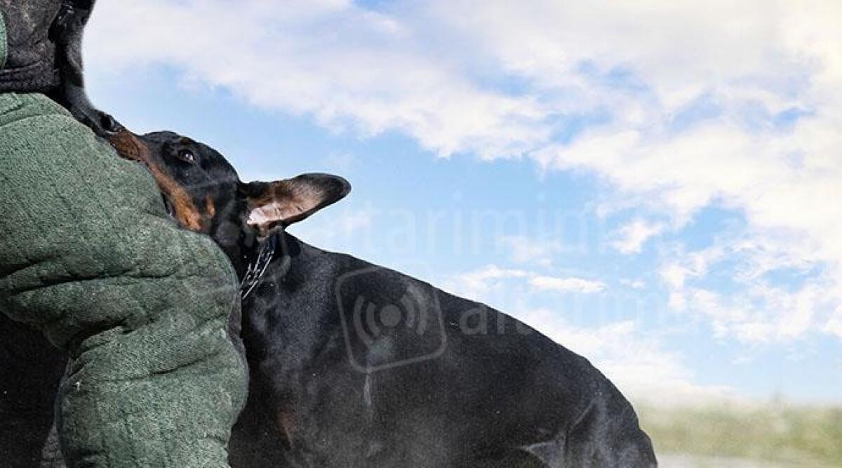 Azzannato dal dobermann: pizzaiolo di 21 anni ferito alle parti intime - Foto di repertorio