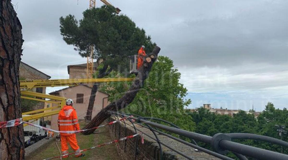 Santarcangelo, pino caduto in via Massani: parte monitoraggio delle altre piante - Le operazioni di rimozione del pino caduto in via Massani