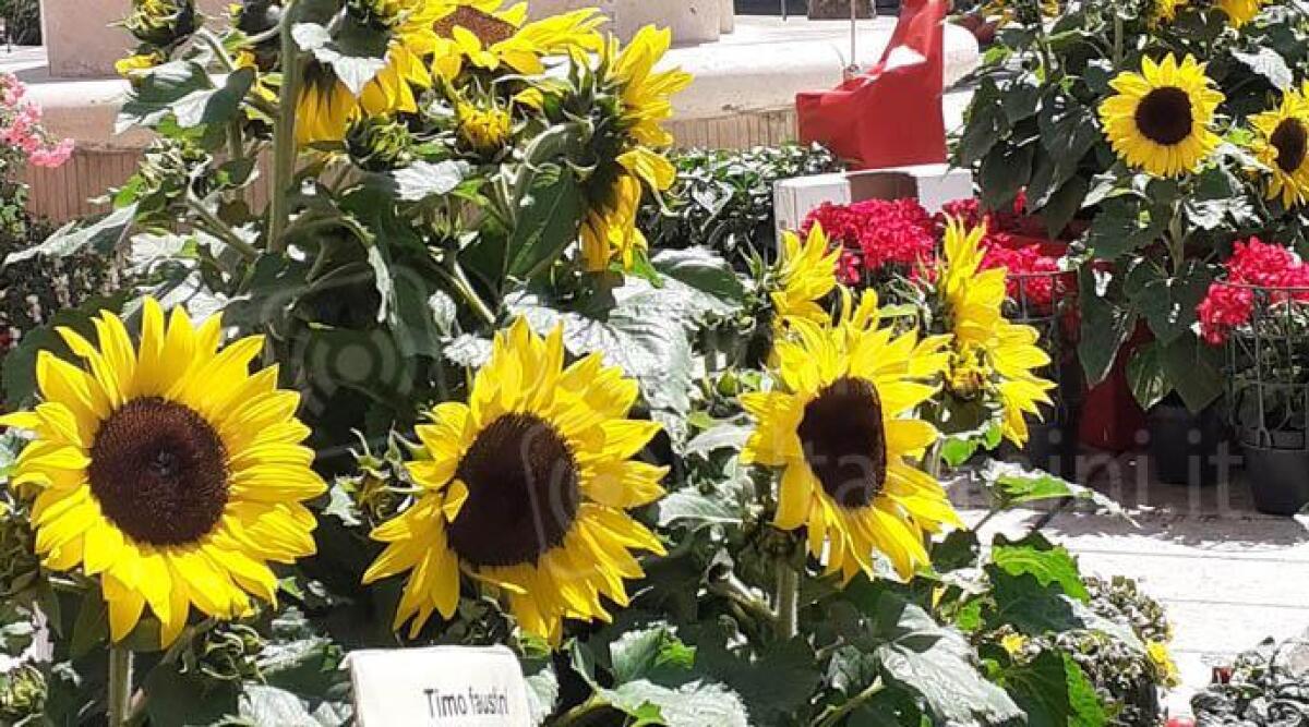 Una citt&agrave; fiorita: torna a Bellaria-Igea Marina il concorso floreale 'Bim in Flowers' - Foto di repertorio