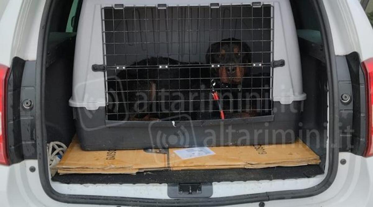 Rimini, corsa contro il tempo per salvare i cani del canile: molti accolti da San Patrignano - Uno dei cani prima di essere trasferito