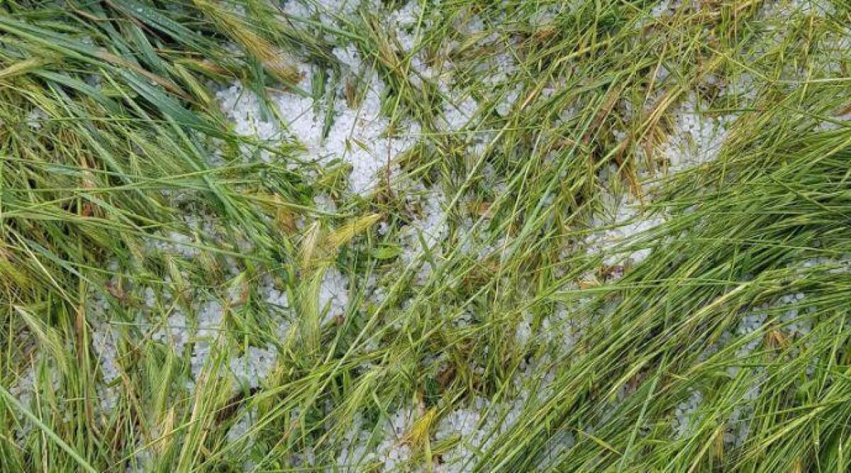 Maltempo, Coldiretti: persi raccolti per 200 milioni di kg di pane - Danni al grano
