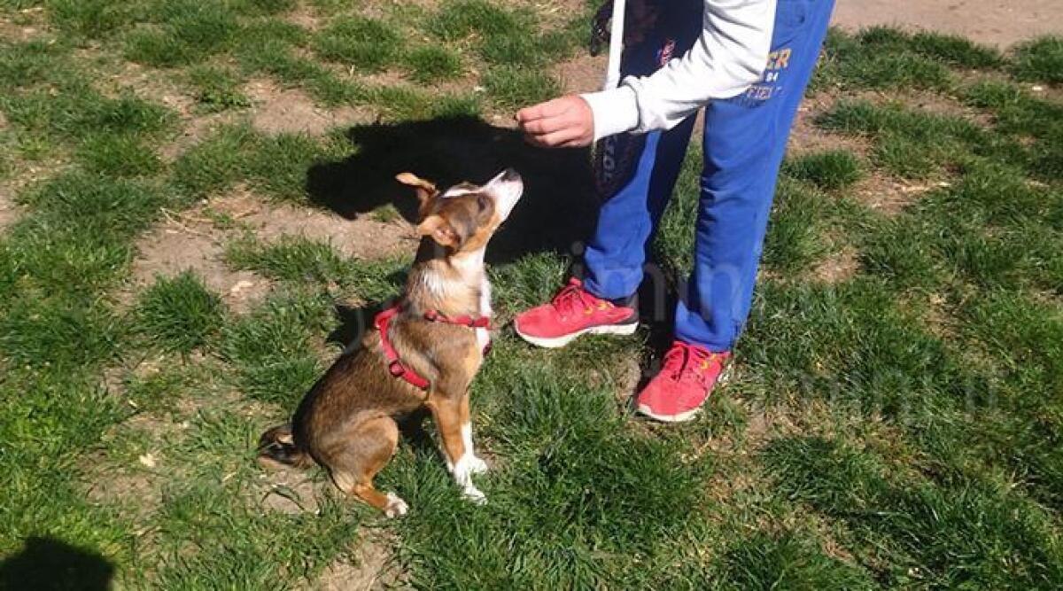 Rimini pet friendly, continuano gli incontri pubblici per migliorare la citt&agrave; e la tutela degli animali - Aree cani nel Comune di Rimini