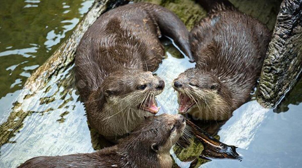 Giornata delle Lontre: l'iniziativa dell'Acquario di Cattolica per conoscerle e difenderle - Lontre all'Acquario di Cattolica