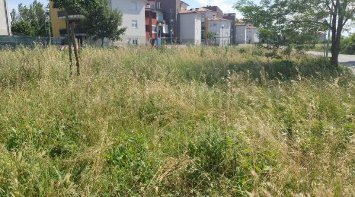 Erba alta nel parco di via Lotti. La segnalazione - Le immagini inviate dal nostro lettore