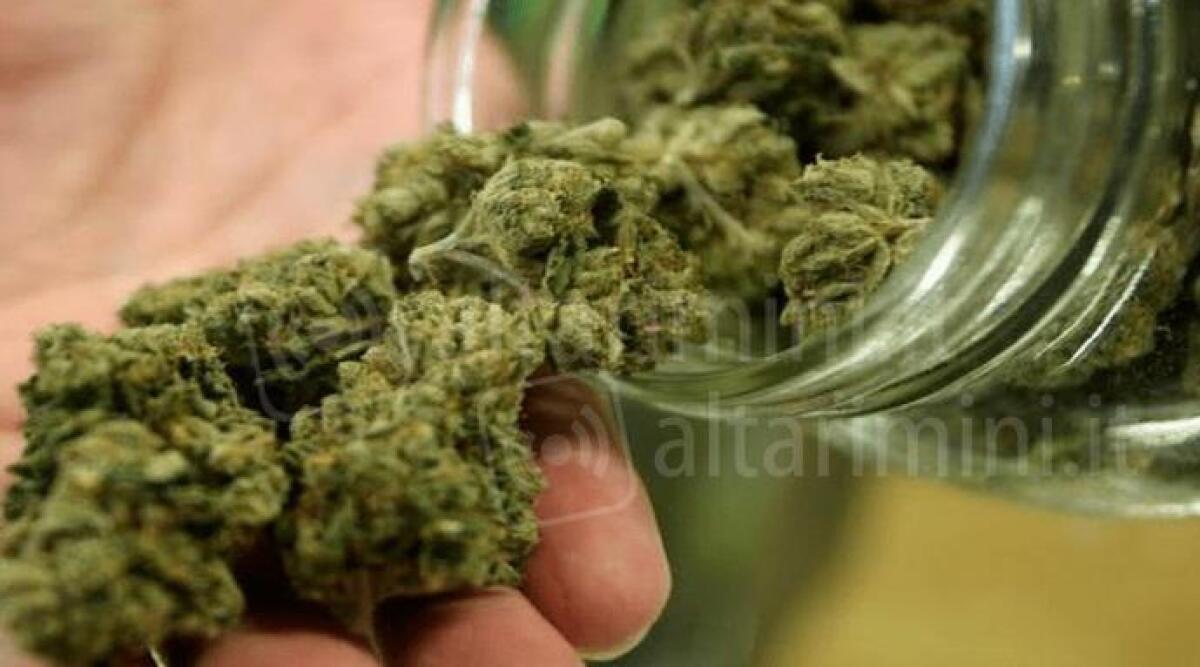Cannabis light, controlli e perquisizioni anche a Rimini. Radicali Italiani all'attacco: 'Intimidazioni' - Foto di repertorio