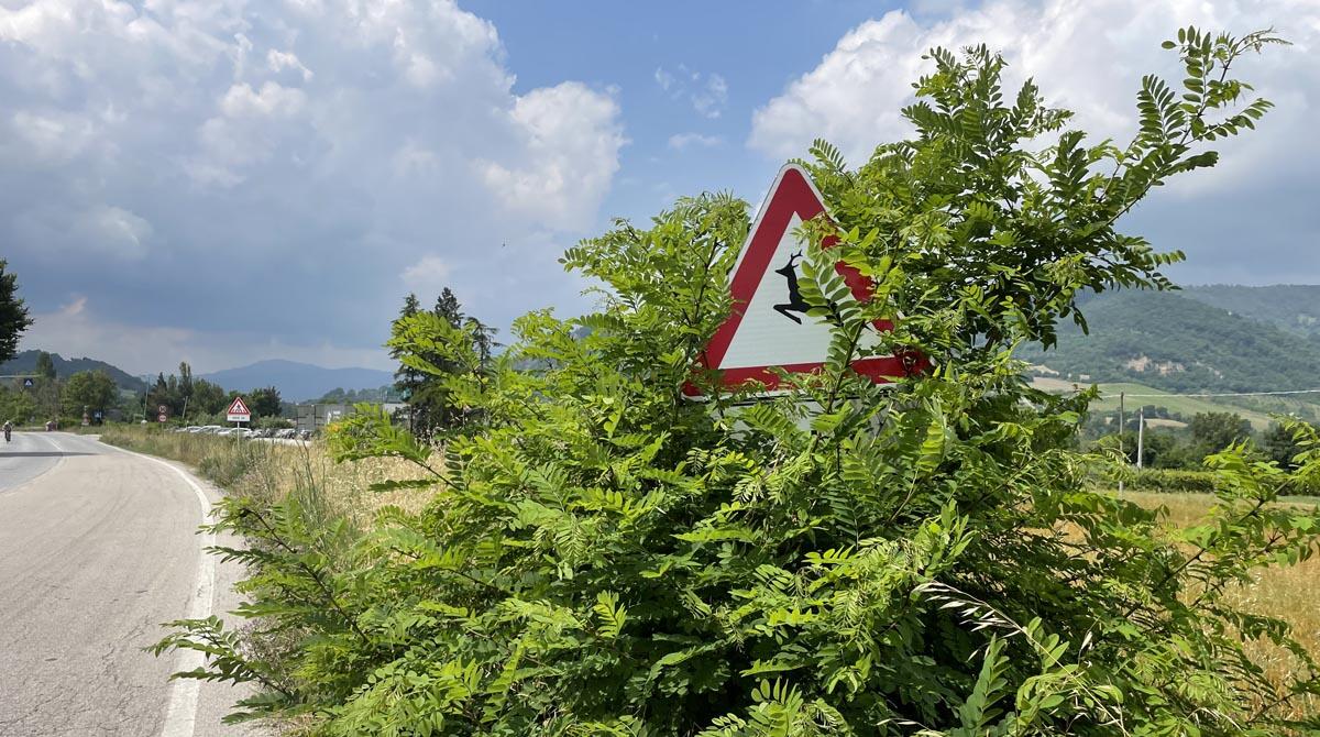 Erba alta e incolta, sulla strada Marecchiese segnali e guardrail coperti - Segnale stradale sulla strada Marecchiese sovrastato dall'erba