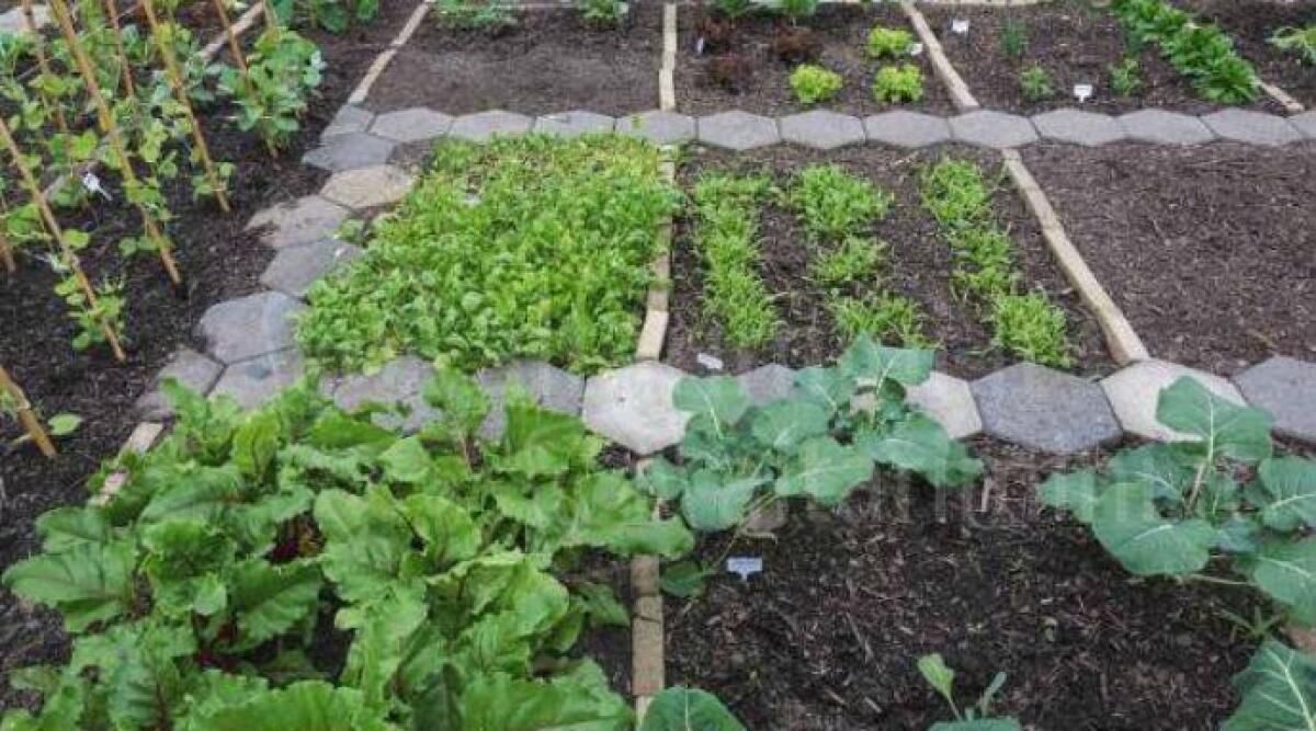 Orti urbani a Bellariva, parte il bando per la concessione di 23 spazi - Immagine di repertorio
