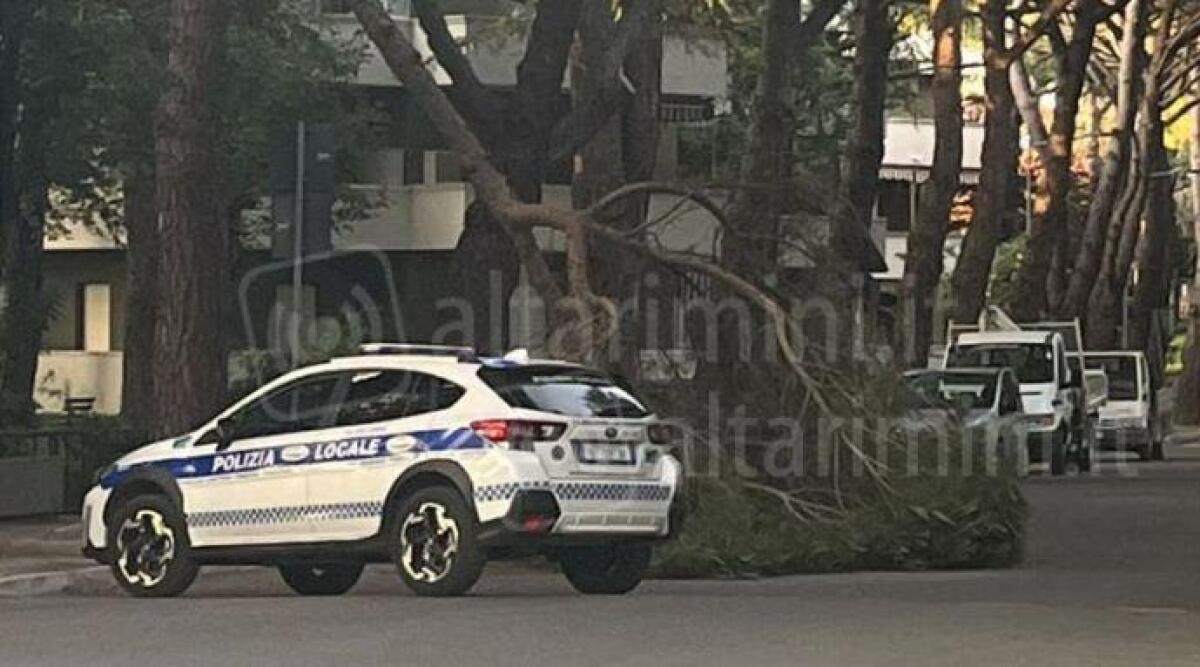 Riccione, ramo si stacca dall'albero e cade in strada: nessun ferito - Il ramo caduto