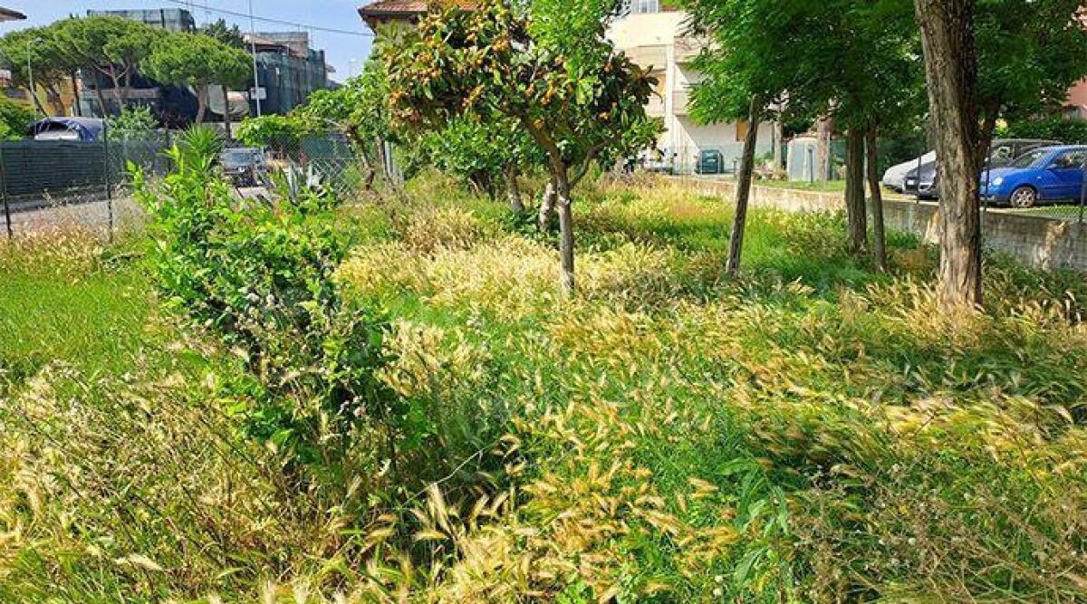 Segnalazione del lettore, ancora erba alta e incuria: questa volta in via Flaminia - Foto dal lettore