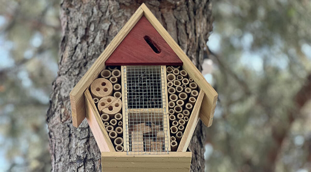 Bee Hotel, anche a Rimini arrivano due casette per api selvatiche -