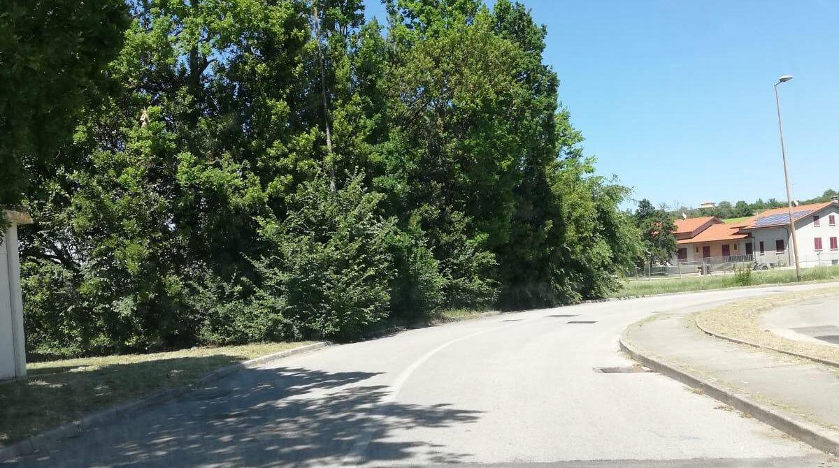 Rimini, alberature e cespugli quasi sulla strada, pericoloso transitare. La segnalazione - Alberi e cespugli sulla strada - immagine del nostro lettore