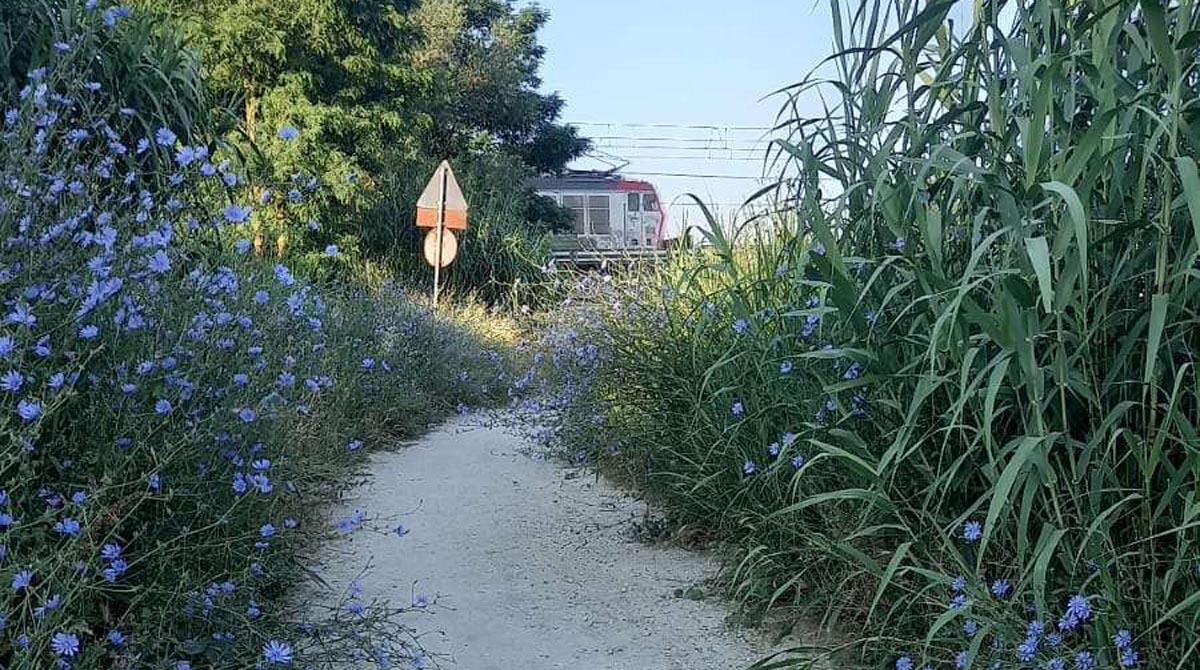 Erba alta nella ciclabile in zona San Giuliano: la segnalazione del lettore -