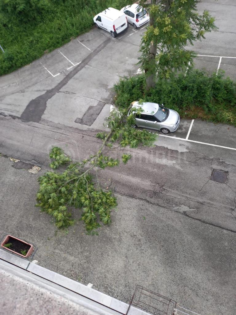 Il grosso ramo precipitato nel parcheggio di via Saffi a Novafeltria