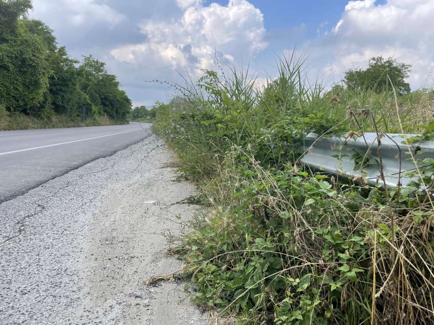 Erba altissima ai bordi della strada Marecchiese