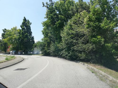 strada con alberature e cespugli