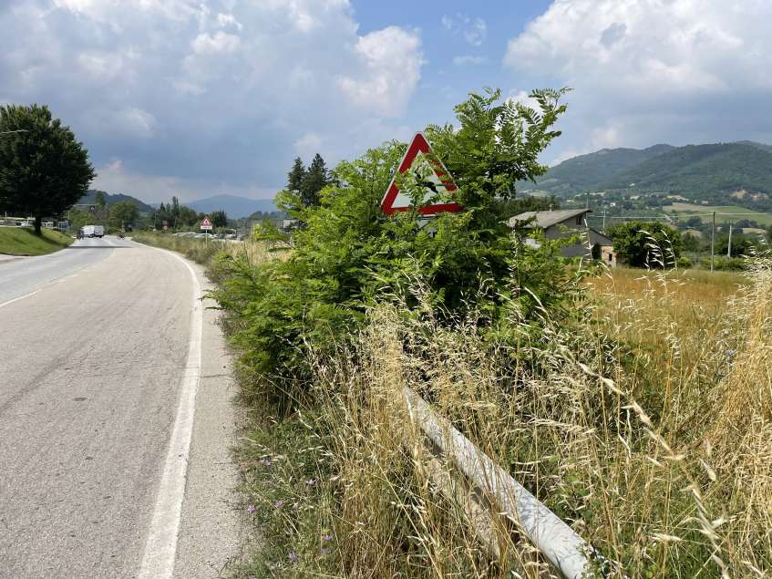 Erba altissima ai bordi della strada Marecchiese