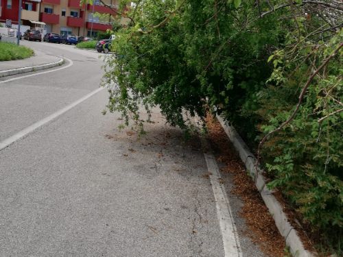 strada con alberature e cespugli