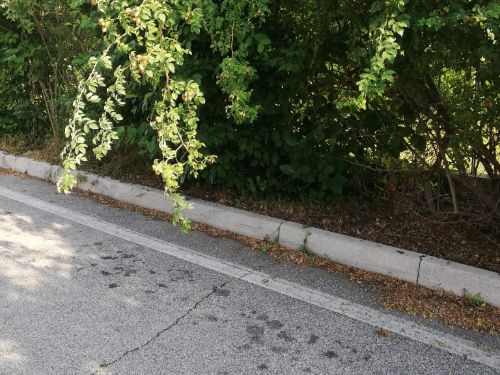 strada con alberature e cespugli