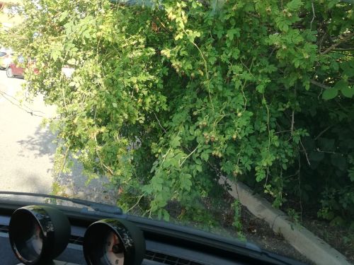 strada con alberature e cespugli