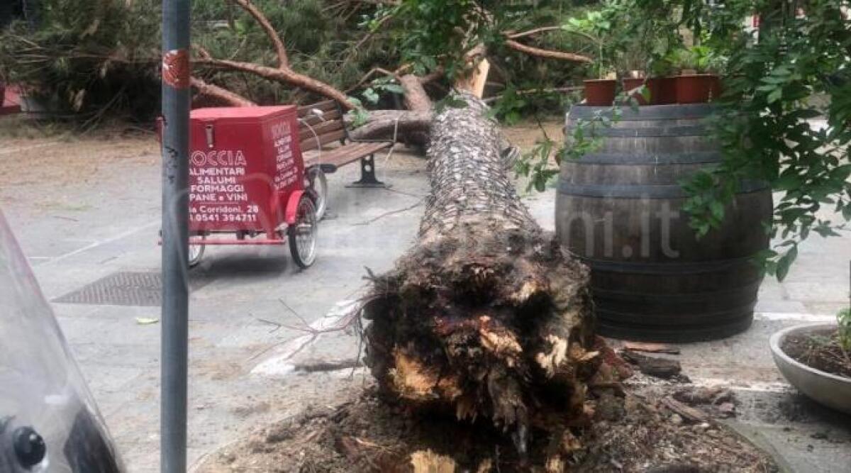 Riccione: pino cede e crolla in pieno centro, tanta paura, ma nessun ferito - Pino caduto in viale Corridoni